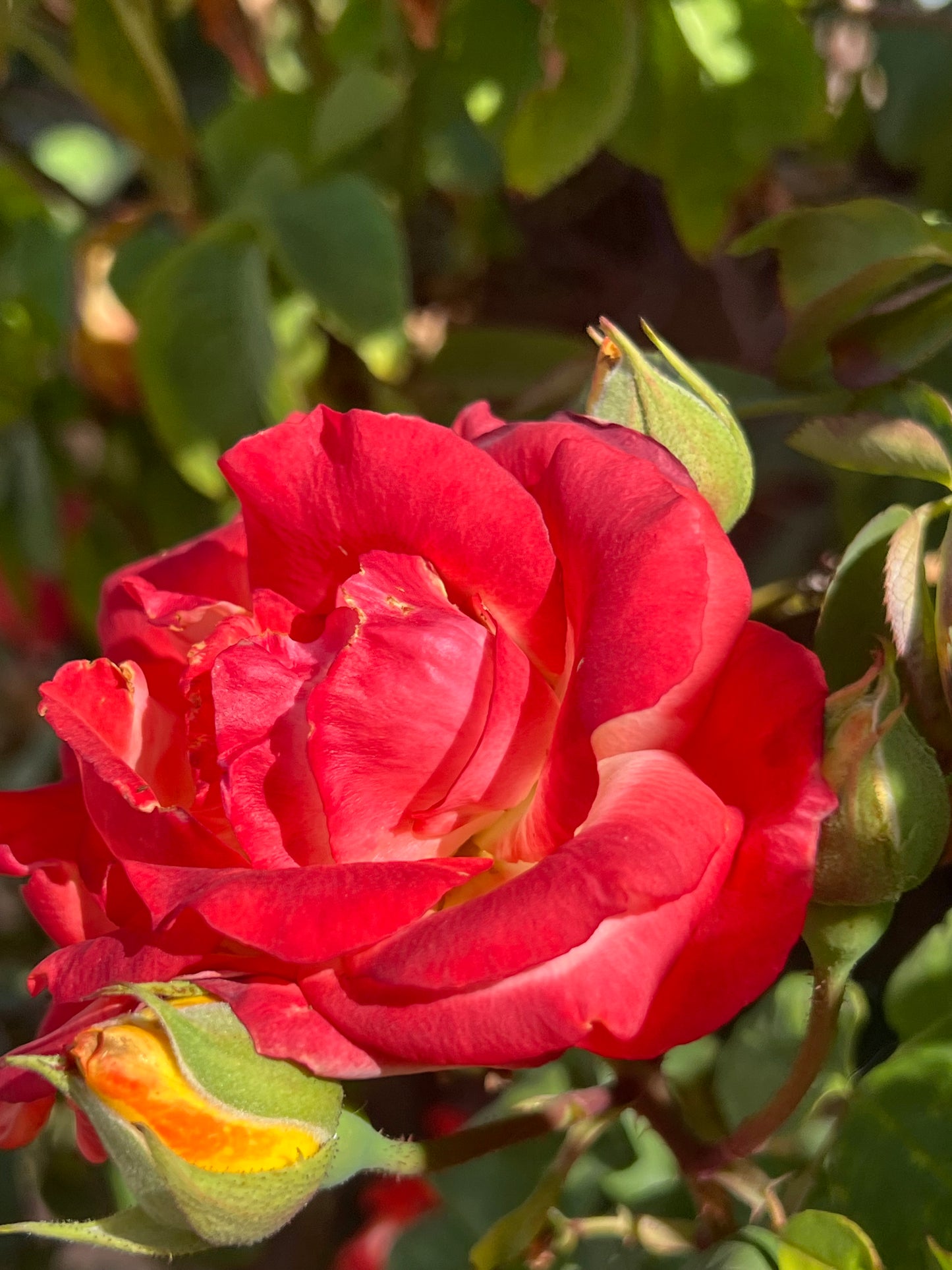 Rose Glycerite (Alcohol Free)